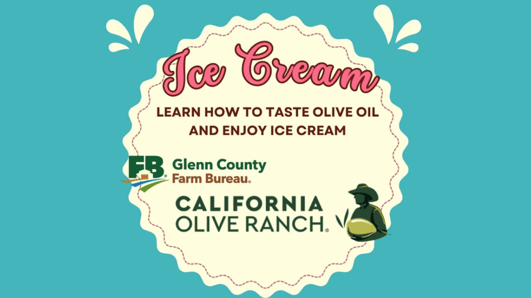 Olive Oil Tasting and Learning Experience